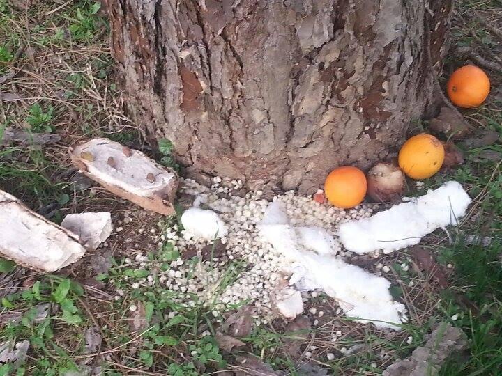 Arance, calce bianca e altro materiale sotto un albero all'ex Ippodromo