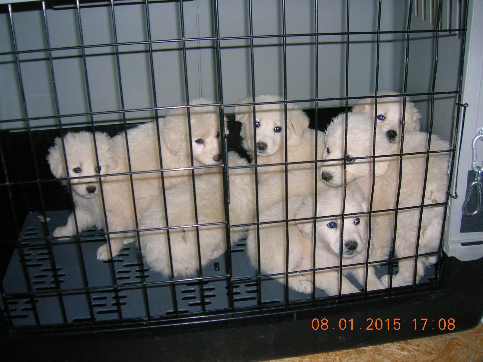 I cuccioli sequestrati