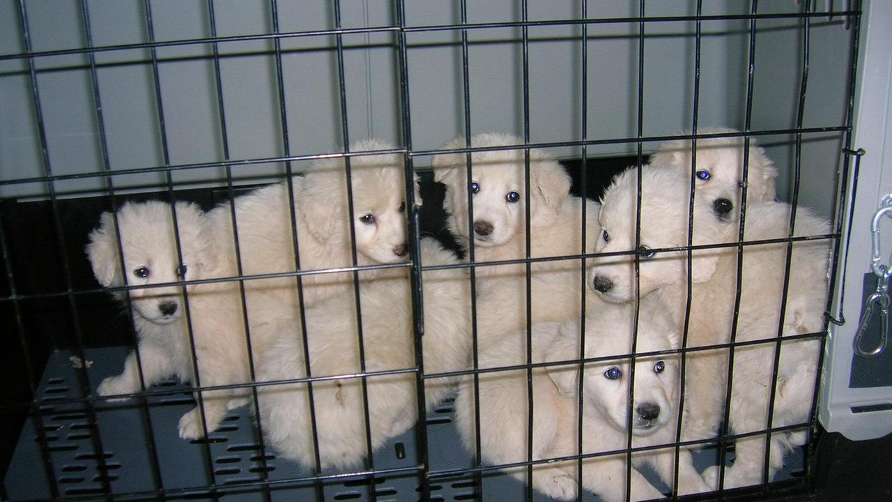 I cuccioli sequestrati