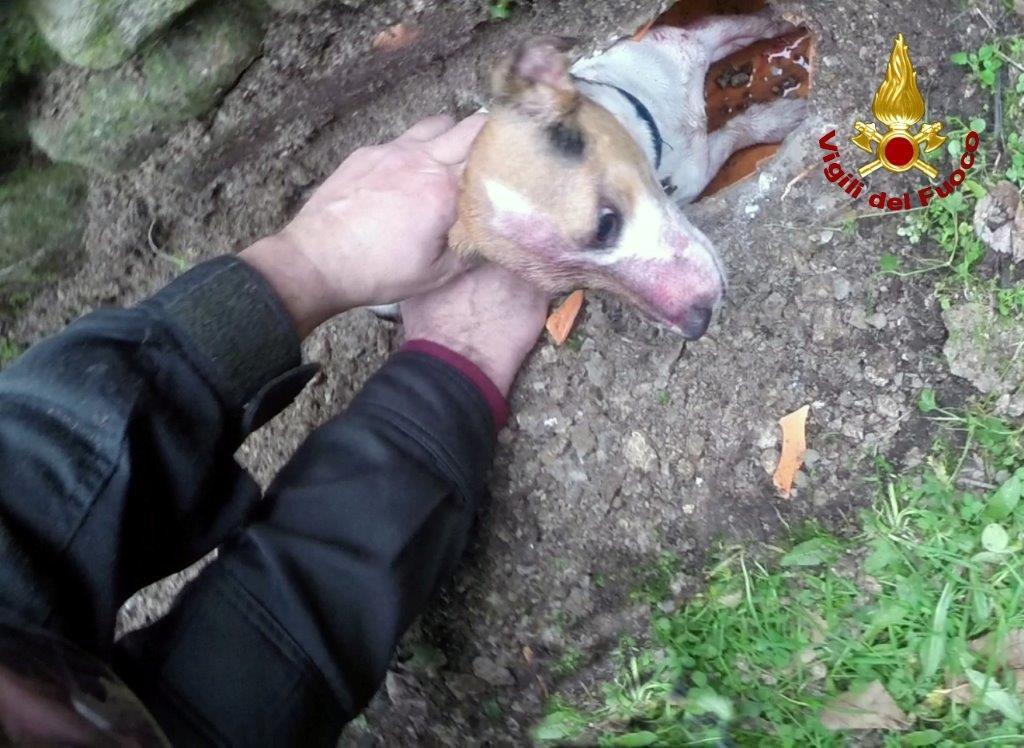 Le operazioni di salvataggio del cane