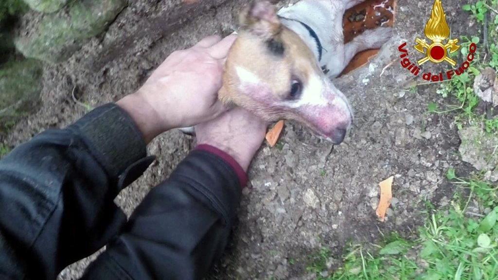 Le operazioni di salvataggio del cane