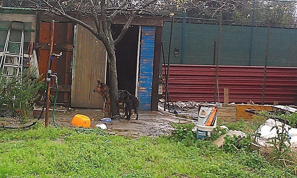 Il luogo in cui i cani erano tenuti 
