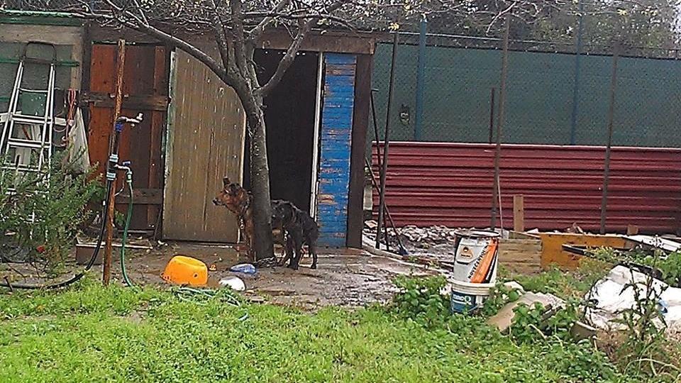 Il luogo in cui i cani erano tenuti