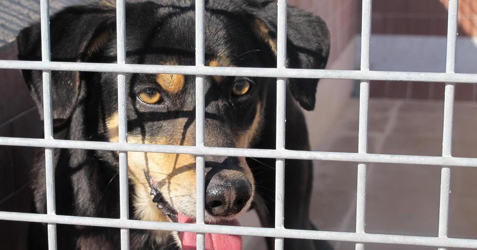  Fido rientra da Reggio Emilia 