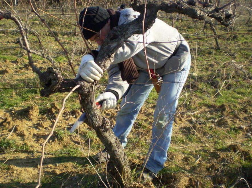Agricoltura sociale, un corso per formarsi 