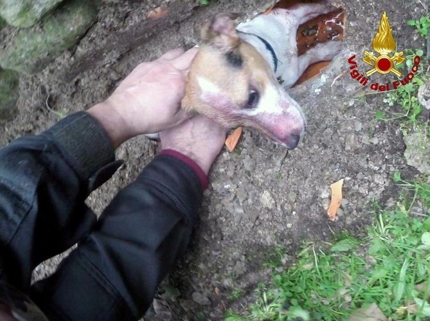 Salvato un cane incastrato in un tubo delle acque di scolo