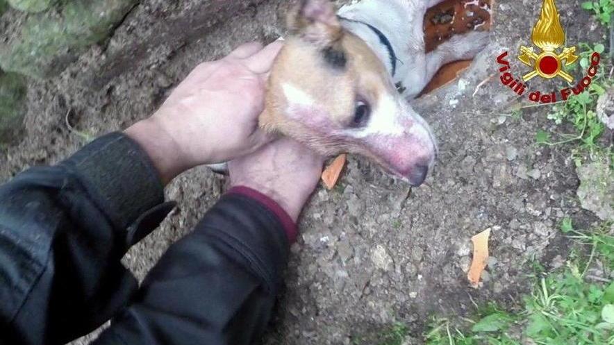 Salvato un cane incastrato in un tubo delle acque di scolo