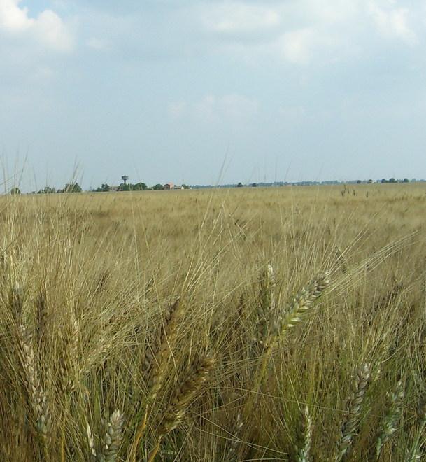 L’agricoltore attivo? Ecco a chi andranno i fondi dell’Europa 