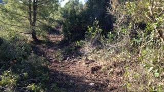 Lo stradello ricavato in mezzo alla macchia di Capo Poro