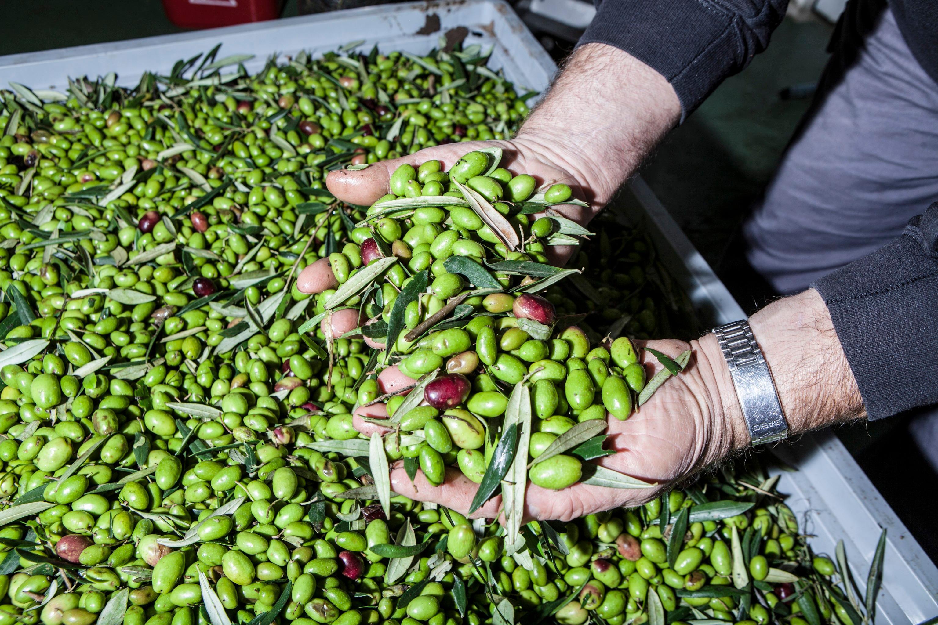 Accuse Usa all'olio toscano: due inchieste contestano la qualità del prodotto