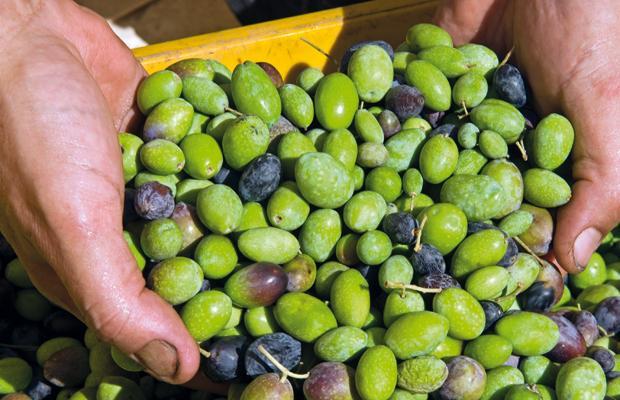 La guerra dell'Olio: gli Usa contro la Toscana. Tutti i retroscena