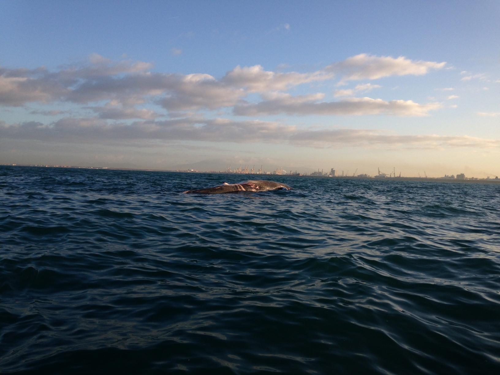 Il gigantesco cetaceo al largo di Livorno