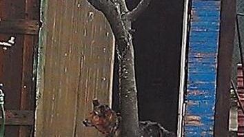 Cani legati a strozzo, Lucky sta male