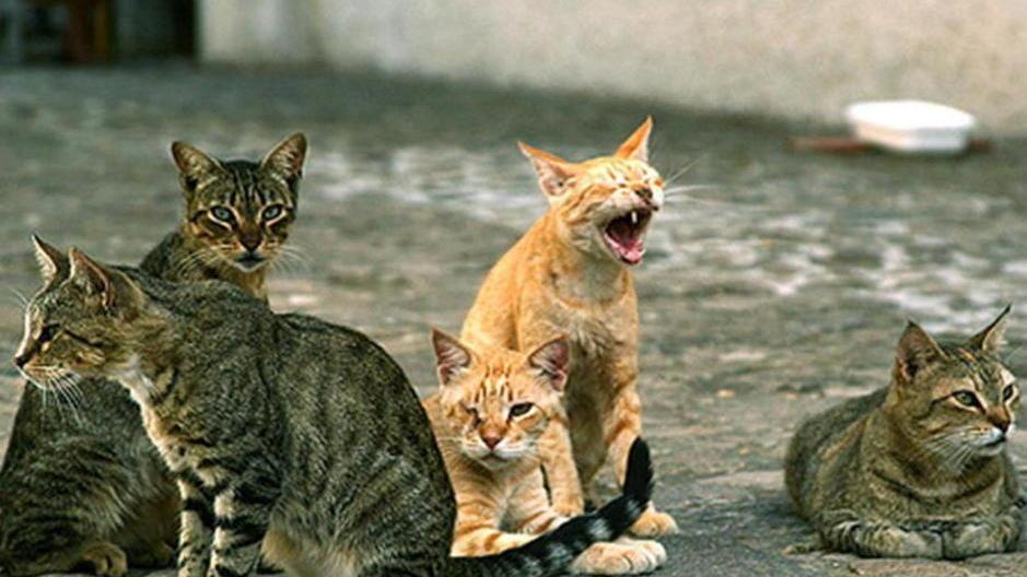 Una colonia di gatti (foto d'archivio)