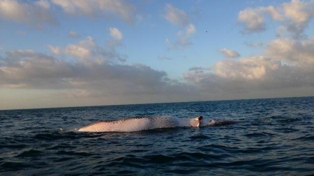 La carcassa di balena al largo del porto di Livorno