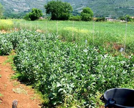 Un campo coltivato a fave