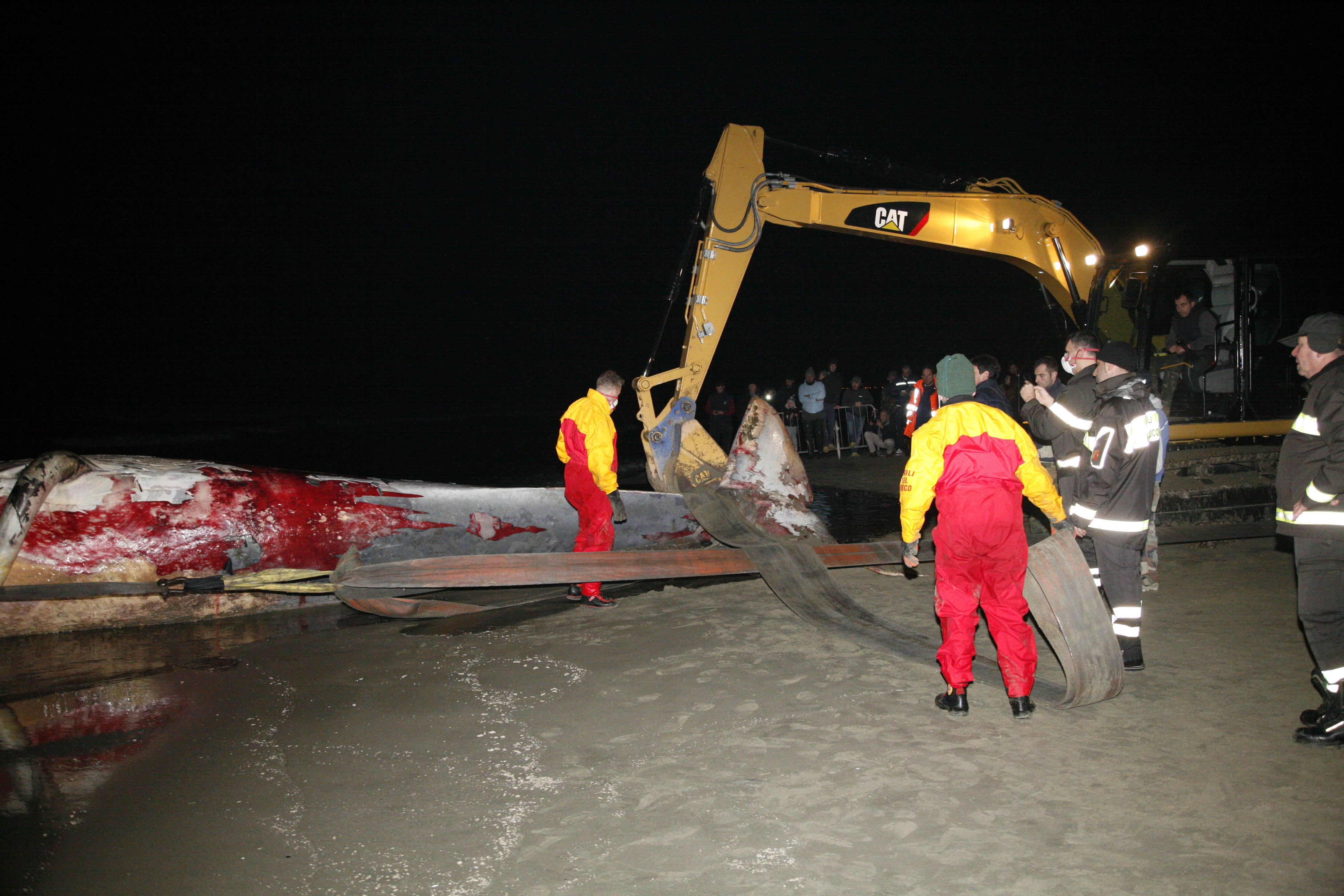 Le operazioni di recupero della balena