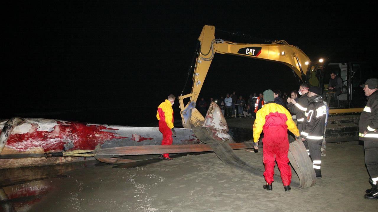 Le operazioni di recupero della balena