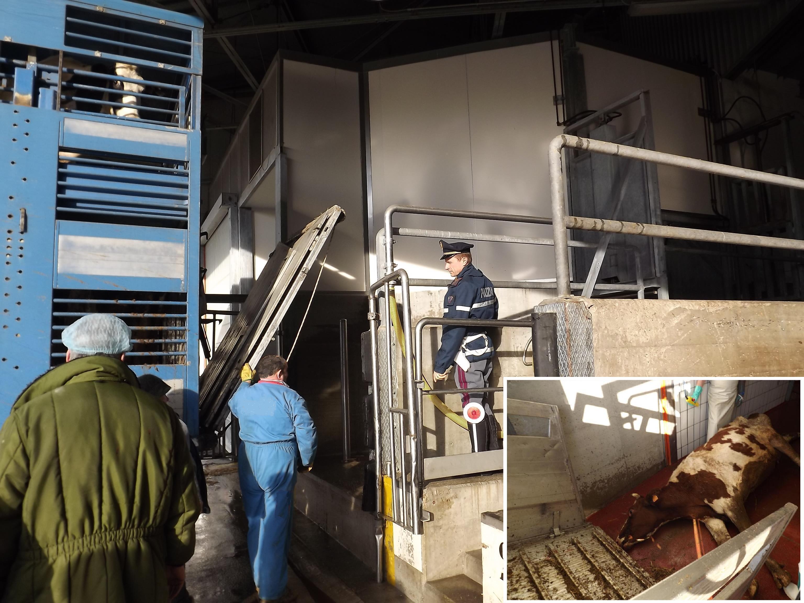 Maltrattamento animali, confiscati 17 capi di bestiame