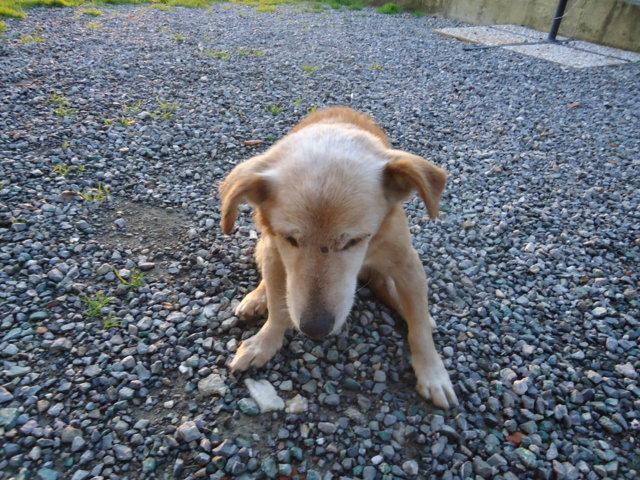 Il cane ritrovato dai volontari