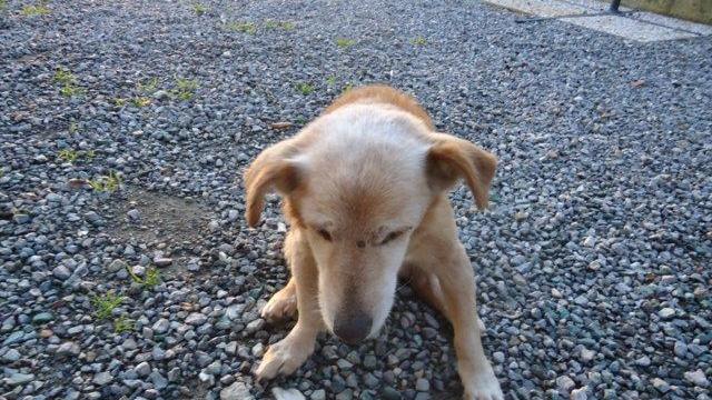 Il cane ritrovato dai volontari