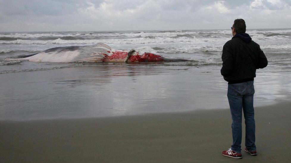 La carcassa della balena finisce a Lido di Camaiore 