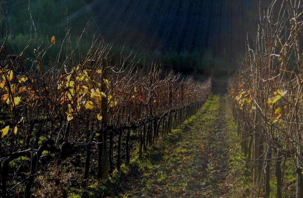 Piacciono i bag-in-box col vino di San Miniato 