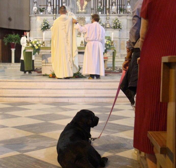 Fauglia ospita la benedizione degli animali