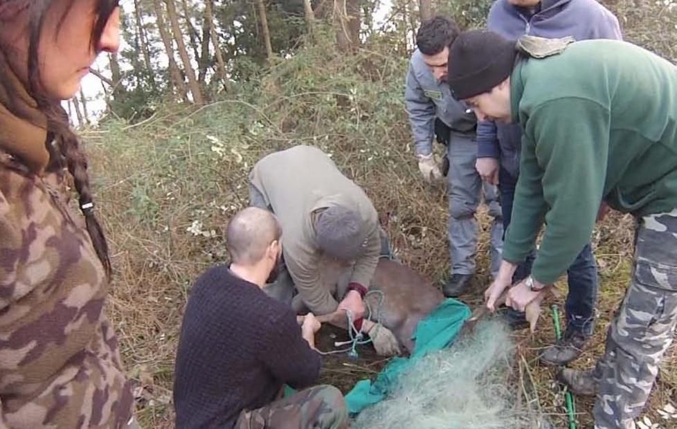 Liberato un grosso daino rimasto impigliato in una rete 