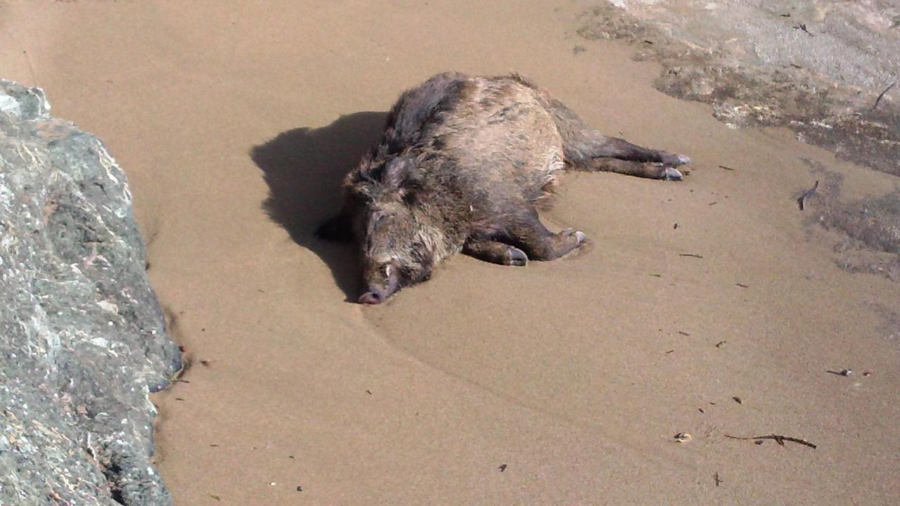 Il cinghiale morto trovato sulla spiaggia del Quercetano
