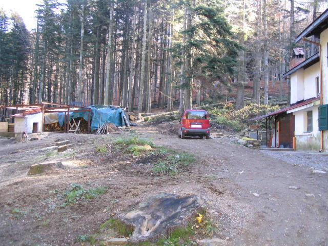 La foresta del Teso (foto Lorenzo Gori)