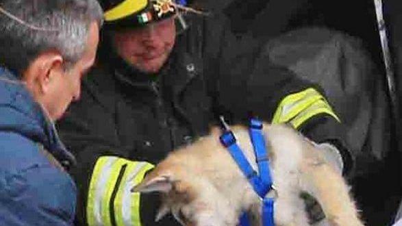 E’ fuori pericolo il cucciolo rimasto ferito nell’incidente