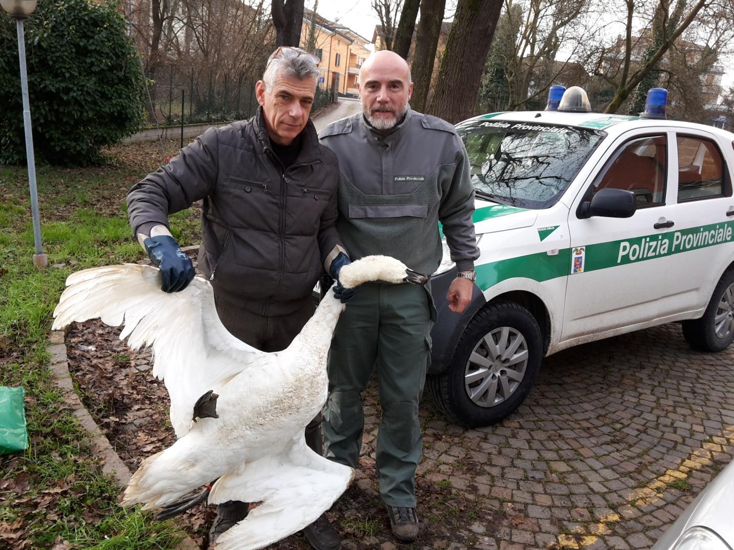 Recuperato un cigno morto nel Modolena 