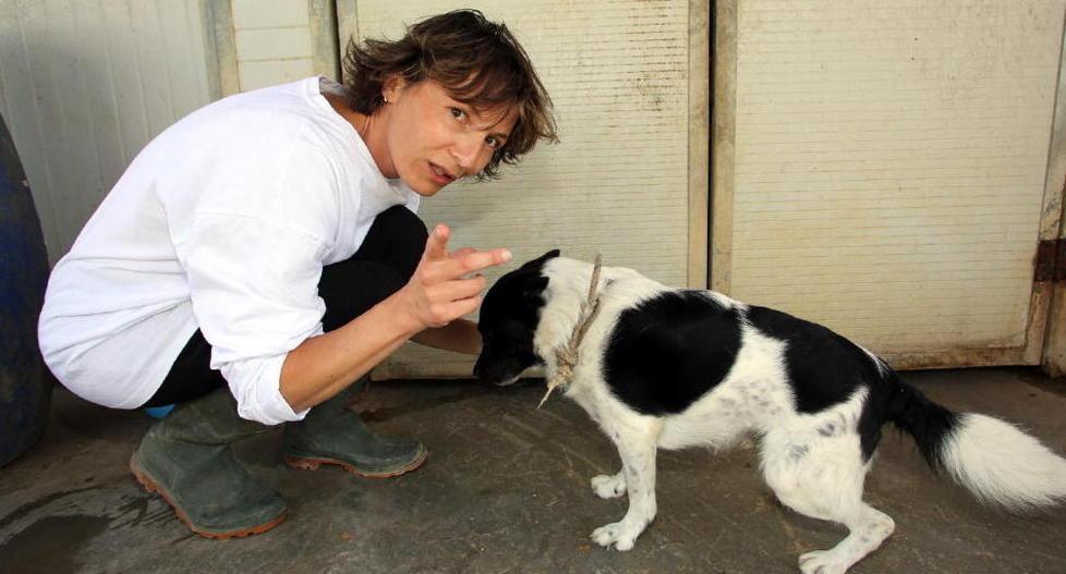 Il cane Bart trova famiglia ma per altri 150 non è così 