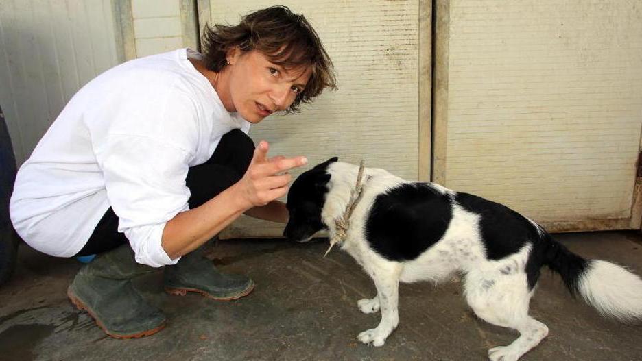 Il cane Bart trova famiglia ma per altri 150 non è così