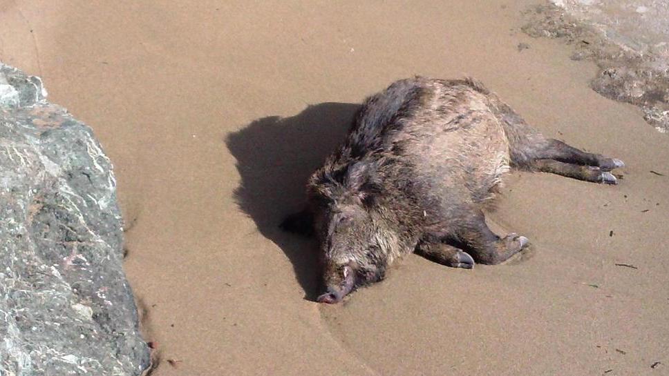 Cinghiale morto trovato sulla battigia