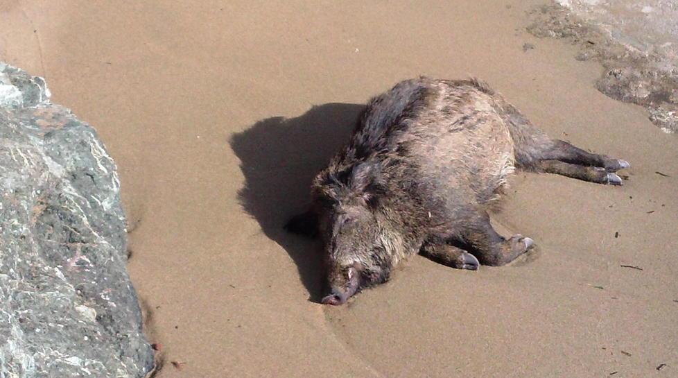 Cinghiale morto trovato sulla battigia 