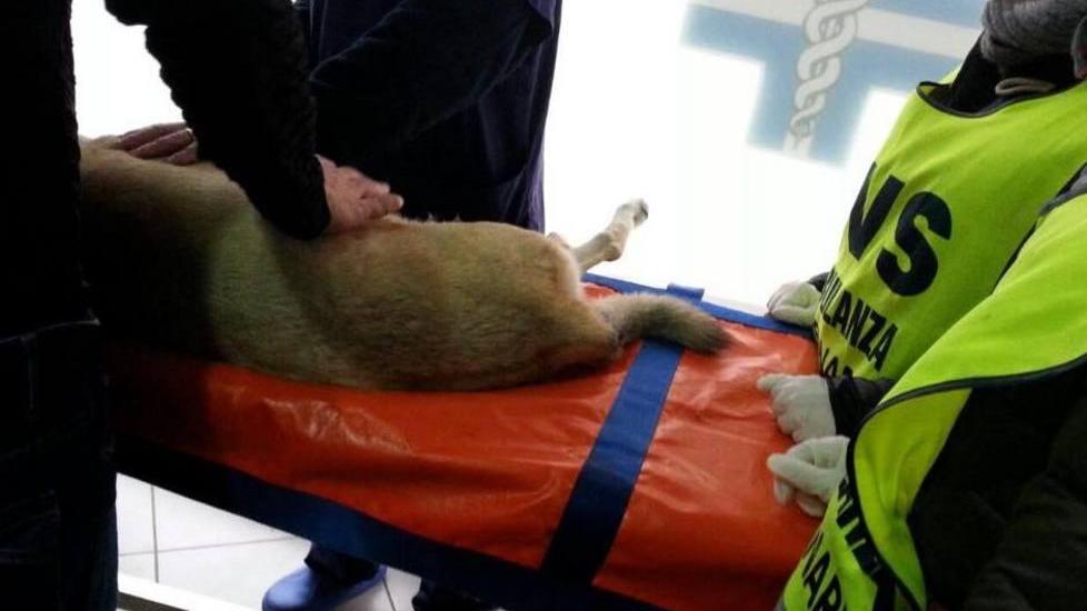 Nuovo corso per volontari del soccorso veterinario