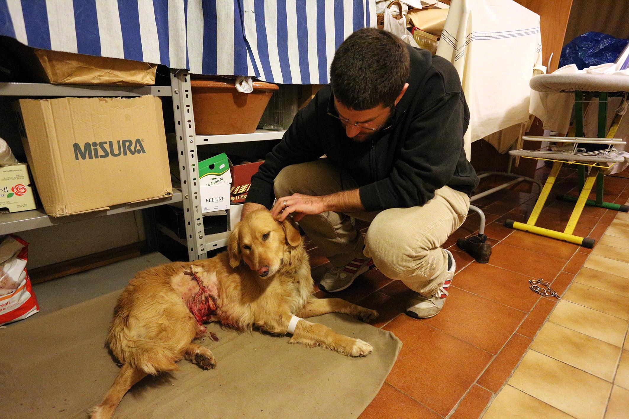 ll meticcio Houdini ferito da tre pitbull (Foto Agenzia Carlo Sestini)