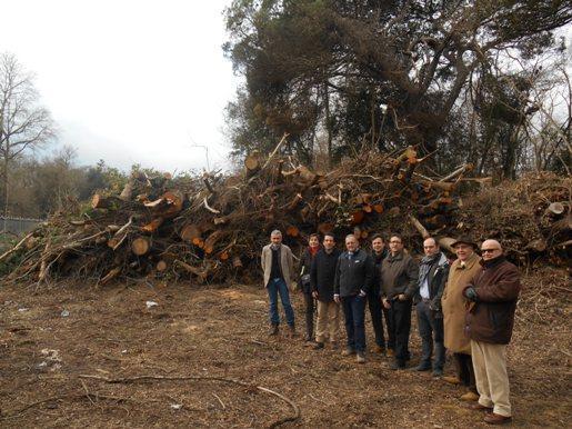 Il sopralluogo della prima commissione nell'area dove sono stati tagliati gli alberi