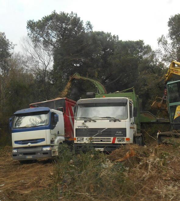 Pisorno, un incontro sul taglio degli alberi