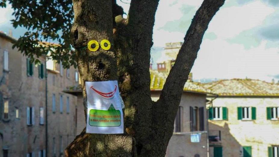 Se gli alberi ci osservano: è la protesta contro i tagli