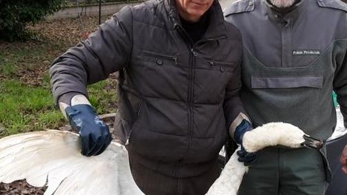La polizia provinciale recupera un cigno morto