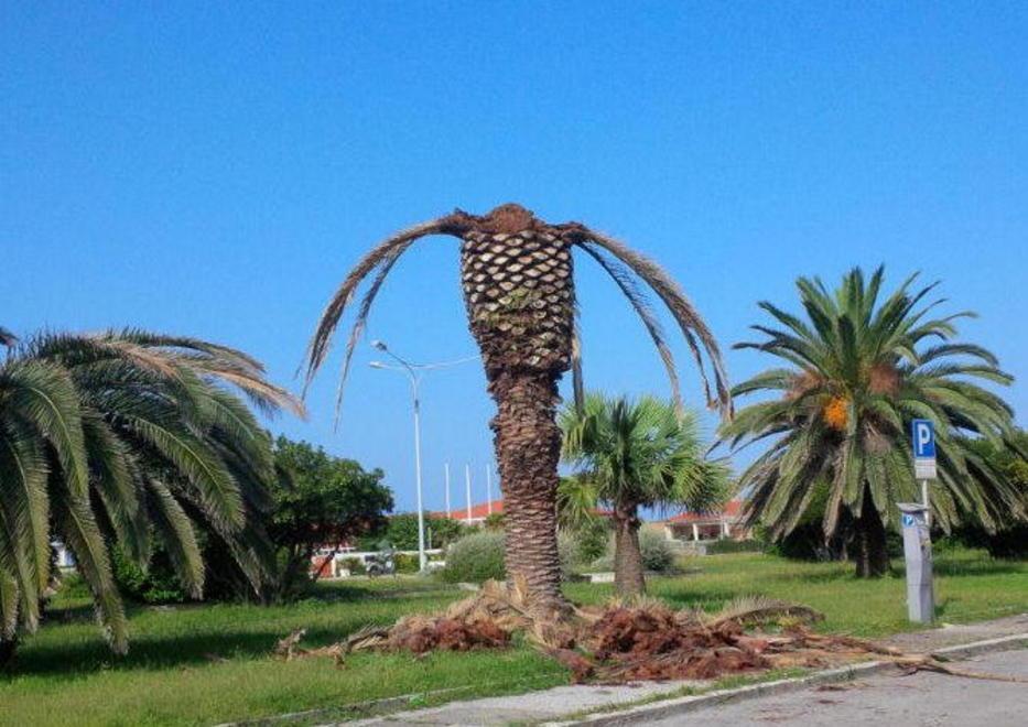 Strage di palme in Versilia: esperti a confronto sul punteruolo 