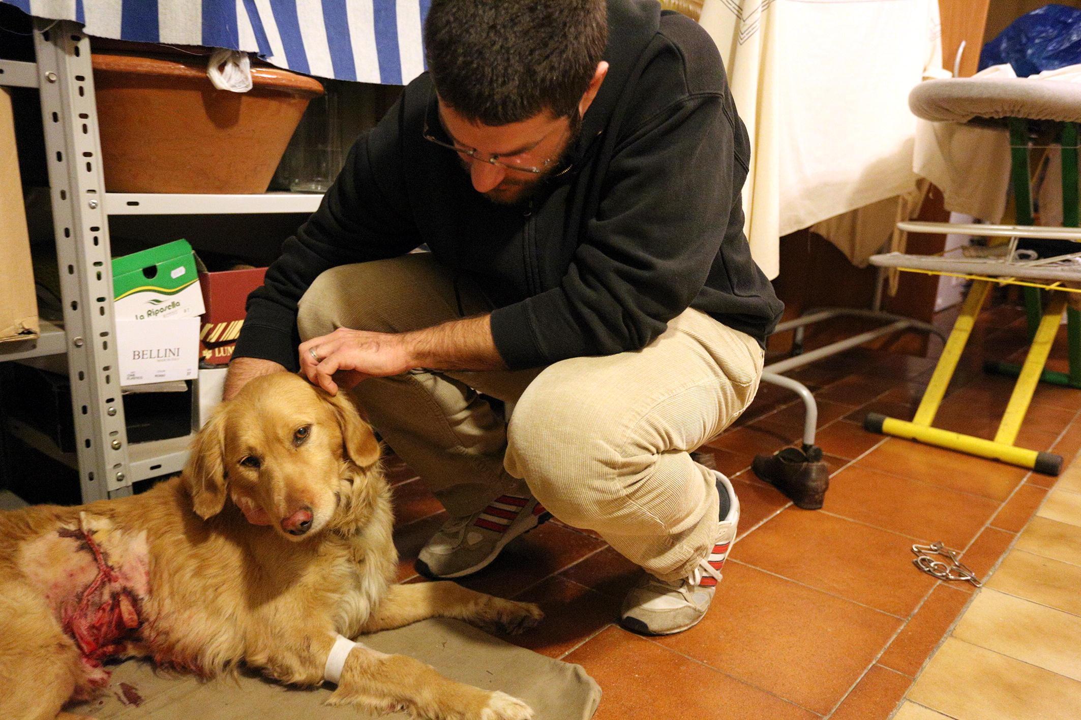 Il cane azzannato a Fucecchio 