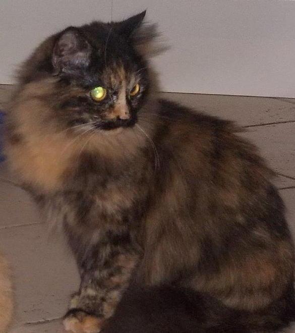 Gattina smarrita da una settimana