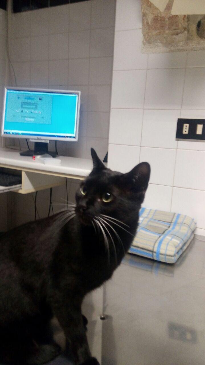 Gattino cade da due piani, salvo