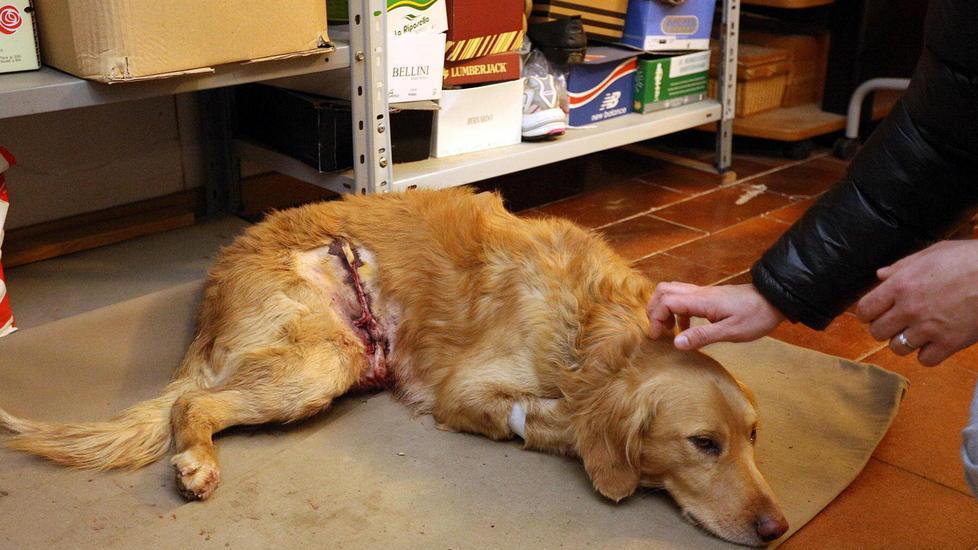 In delegazione dal sindaco contro i pitbull lasciati liberi