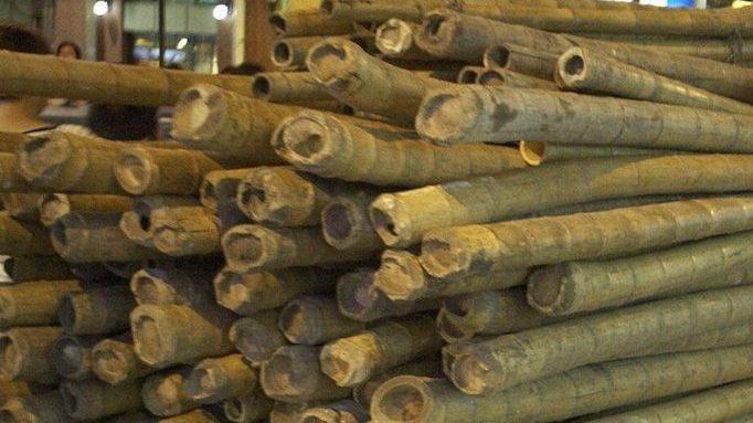 Canne di bambù sui terreni incolti se ne parla domani