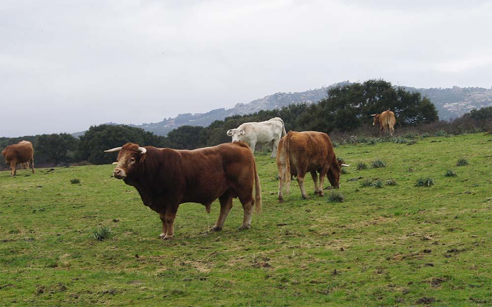Blocco della movimentazione bovini: "Rischiamo di chiudere" 